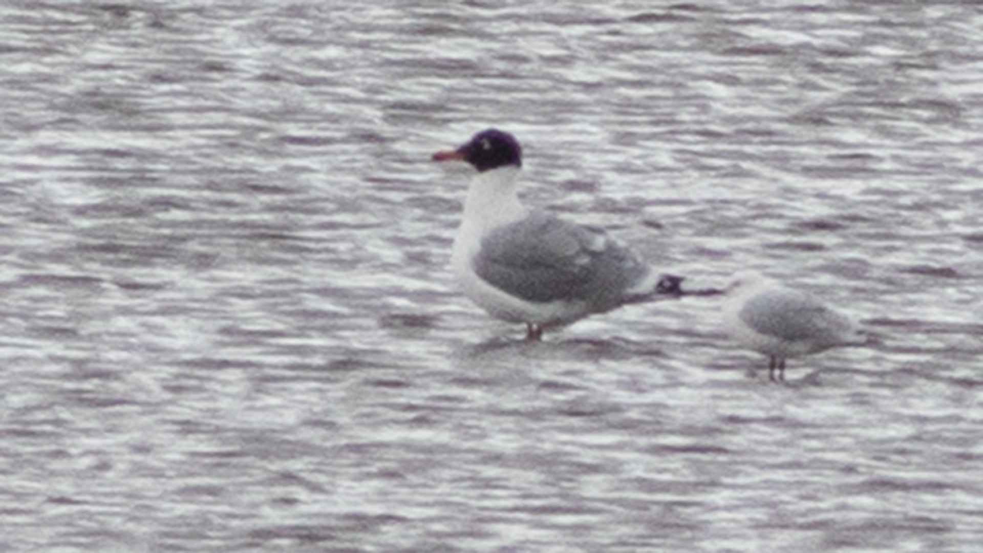 Pallas's Gull